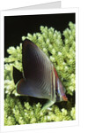 Triangular Butterfly fish by Anonymous