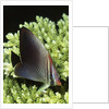 Triangular Butterfly fish by Anonymous