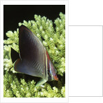 Triangular Butterfly fish by Anonymous