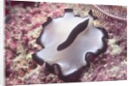 Flatworm by Anonymous