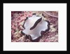 Flatworm by Anonymous