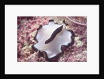 Flatworm by Anonymous