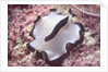 Flatworm by Anonymous