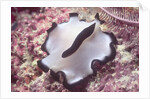 Flatworm by Anonymous