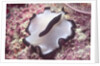 Flatworm by Anonymous