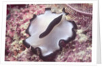 Flatworm by Anonymous