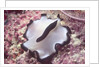 Flatworm by Anonymous