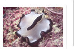 Flatworm by Anonymous