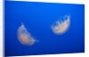Moon Jelly Fish by Anonymous