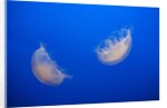 Moon Jelly Fish by Anonymous