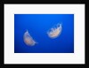 Moon Jelly Fish by Anonymous