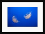 Moon Jelly Fish by Anonymous