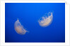 Moon Jelly Fish by Anonymous
