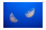 Moon Jelly Fish by Anonymous