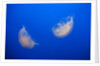 Moon Jelly Fish by Anonymous