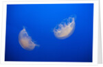 Moon Jelly Fish by Anonymous