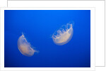 Moon Jelly Fish by Anonymous