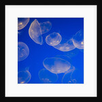 Moon Jelly Fish by Anonymous