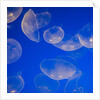 Moon Jelly Fish by Anonymous