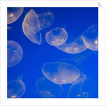 Moon Jelly Fish by Anonymous