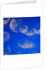 Moon Jelly Fish by Anonymous