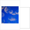 Moon Jelly Fish by Anonymous