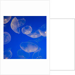 Moon Jelly Fish by Anonymous