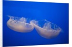 Moon Jelly Fish by Anonymous