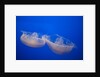 Moon Jelly Fish by Anonymous
