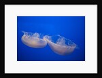 Moon Jelly Fish by Anonymous