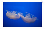 Moon Jelly Fish by Anonymous