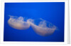 Moon Jelly Fish by Anonymous