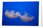 Moon Jelly Fish by Anonymous