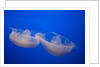 Moon Jelly Fish by Anonymous