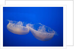 Moon Jelly Fish by Anonymous