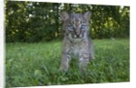 Lynx Kitten by Anonymous