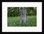 Lynx Kitten by Anonymous