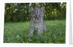 Lynx Kitten by Anonymous