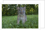 Lynx Kitten by Anonymous