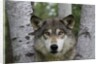 Wolf in Birches by Anonymous