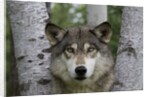 Wolf in Birches by Anonymous