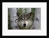 Wolf in Birches by Anonymous