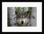 Wolf in Birches by Anonymous