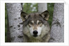 Wolf in Birches by Anonymous