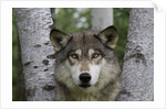 Wolf in Birches by Anonymous
