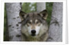 Wolf in Birches by Anonymous