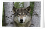 Wolf in Birches by Anonymous