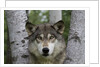 Wolf in Birches by Anonymous