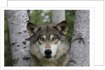 Wolf in Birches by Anonymous