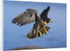 Peregrine Falcon in Flight by Anonymous
